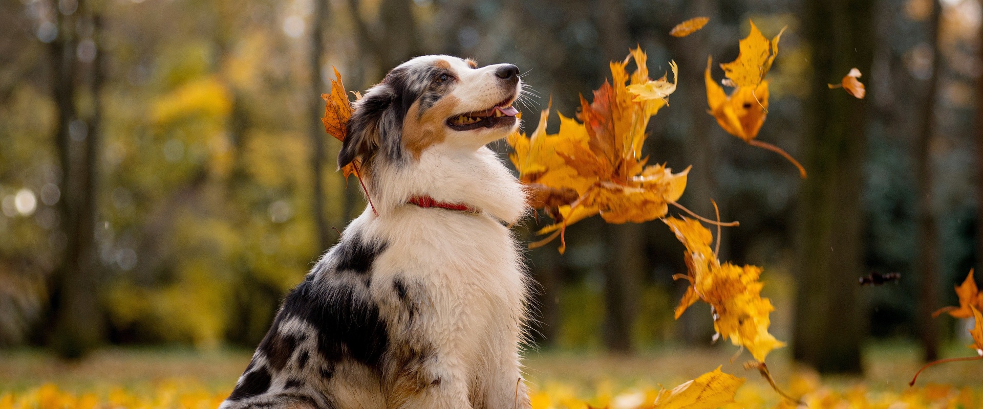 Filing Deadlines and Extensions: Everything You Need to Know