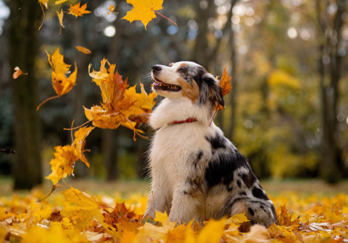 Filing Deadlines and Extensions: Everything You Need to Know